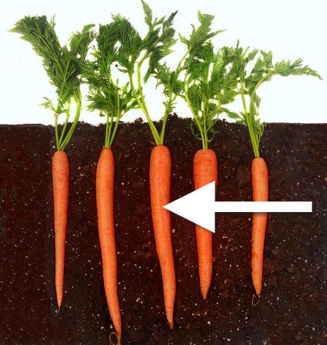 Carrots